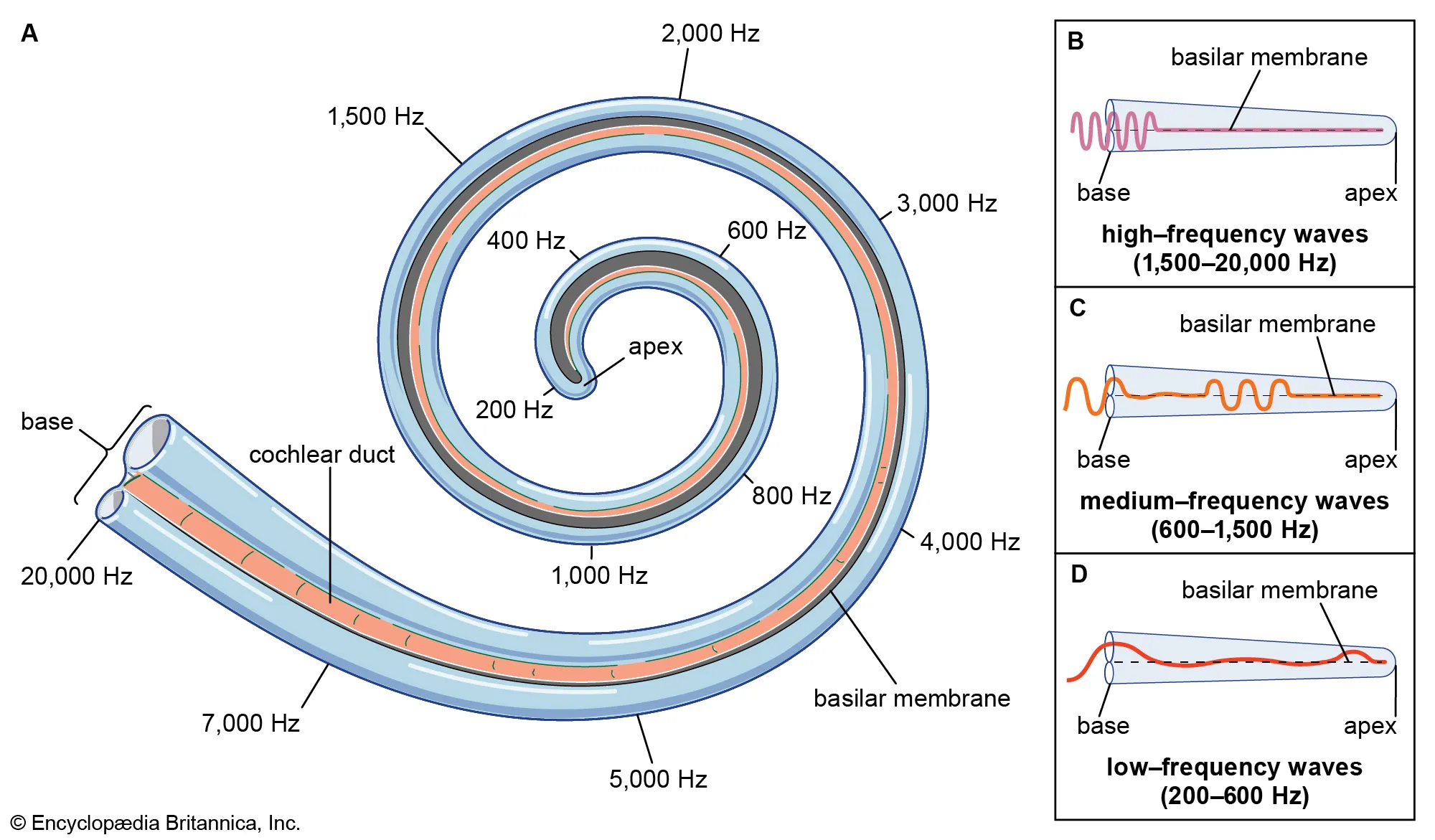 basilar-membrane-sound-frequencies-analysis-base-fibres.webp
